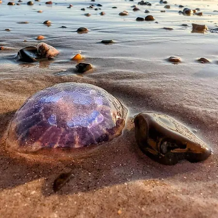 Vakantiehuis Cozy Near - By Traum Blokhus