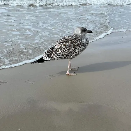 Vakantiehuis Cozy Near - By Traum *